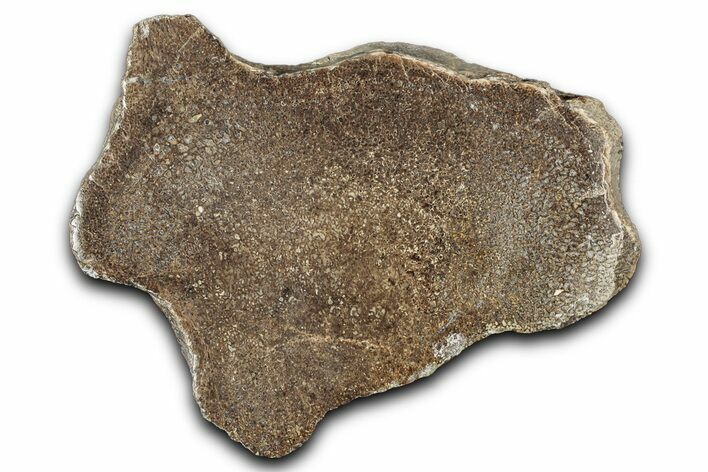 Polished Dinosaur Bone (Gembone) Slab - Morocco #349631